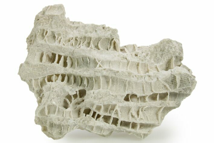 Silurian Dolostone w/ Sparkling Fossil Coral (Fletcheria) - Ohio #362648
